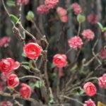 Thornleigh Asian massage